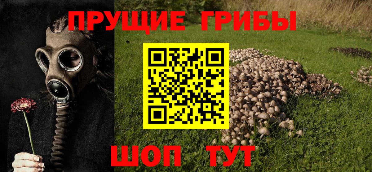Псилоцибиновые грибы мухоморы  где купить наркотик  Алапаевск  Псилоцибиновые грибы GOLDEN TEACHER  Вход с VPN 
